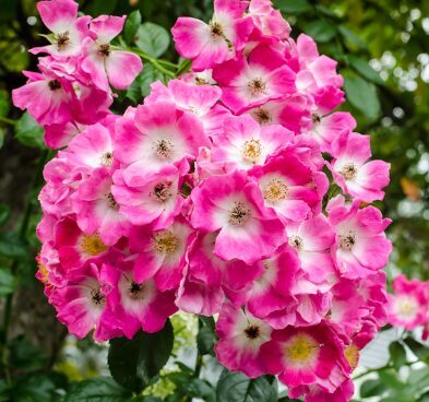 Vīteņroze 'American Pillar'